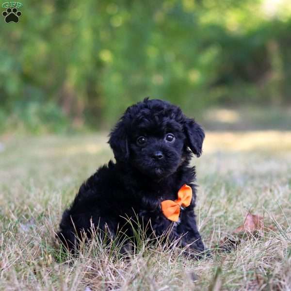 Waffles, Cavapoo Puppy